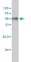 WB - ALDOA Antibody (monoclonal) (M02) AT1116a